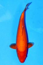 TATEGOI RED TIGER WEIBLICH