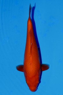 TATEGOI RED TIGER WEIBLICH J. TOSAI Koi kaufen im Koishop