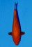 TATEGOI RED TIGER WEIBLICH J. TOSAI