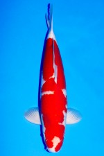 TATEGOI SAKAI KOHAKU +59CM