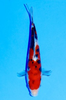 TATEGOI SANKE Koi kaufen im Koishop