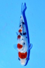 TATEGOI SANKE W. WEIBLICH