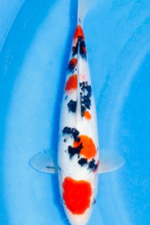 TATEGOI SANKE W. WEIBLICH Koi kaufen im Koishop