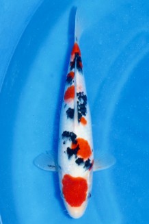 TATEGOI SANKE W. WEIBLICH Koi kaufen im Koishop