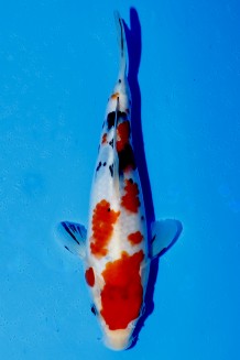 TATEGOI SANKE W. WEIBLICH J. TOSAI Koi kaufen im Koishop