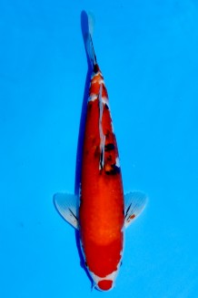 TATEGOI SANKE WEIBLICH +40CM Koi kaufen im Koishop