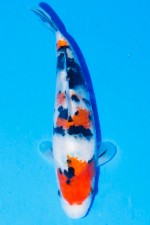 TATEGOI SANKE WEIBLICH