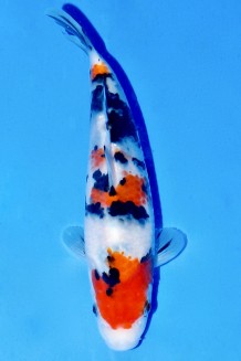 TATEGOI SANKE WEIBLICH Koi kaufen im Koishop