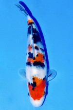 TATEGOI SANKE WEIBLICH