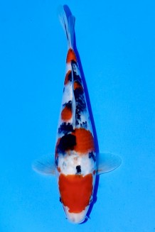 TATEGOI SANKE WEIBLICH Koi kaufen im Koishop
