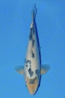 TATEGOI SHIRO Koi kaufen im Koishop