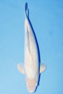 TATEGOI SHIRO-MUJI +45CM Koi kaufen im Koishop