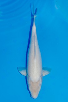 TATEGOI SHIRO MUJI WEIBLICH +48CM Koi kaufen im Koishop