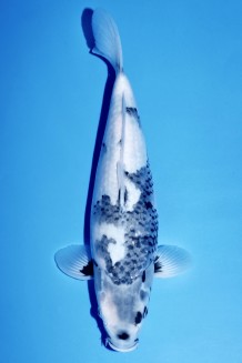 TATEGOI SHIRO-UTSURI +38cm WEIBLICH Koi kaufen im Koishop