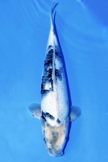 TATEGOI SHIRO-UTSURI +41CM Koi kaufen im Koishop