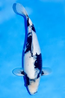TATEGOI SHIRO-UTSURI +43 cm Koi kaufen im Koishop