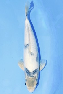 TATEGOI SHIRO-UTSURI +45 CM Koi kaufen im Koishop