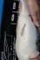 TATEGOI SHIRO-UTSURI +45CM WEIBLICH