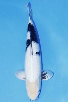 TATEGOI SHIRO-UTSURI +48CM Koi kaufen im Koishop