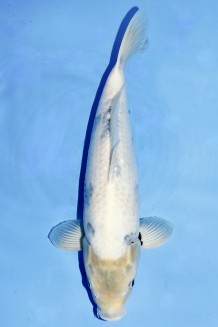 TATEGOI SHIRO-UTSURI +51CM Koi kaufen im Koishop