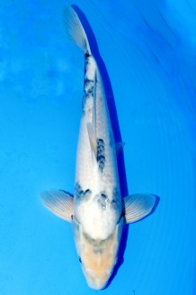 TATEGOI SHIRO-UTSURI +48CM Koi kaufen im Koishop