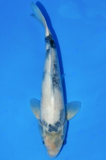 TATEGOI SHIRO-UTSURI +49CM Koi kaufen im Koishop