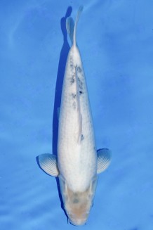 TATEGOI SHIRO-UTSURI +51CM Koi kaufen im Koishop