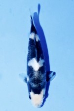 TATEGOI SHIRO-UTSURI