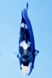 TATEGOI SHIRO-UTSURI Koi kaufen im Koishop