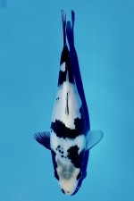 TATEGOI SHIRO-UTSURI
