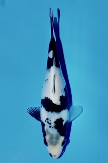TATEGOI SHIRO-UTSURI Koi kaufen im Koishop