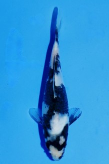 TATEGOI SHIRO-UTSURI Koi kaufen im Koishop