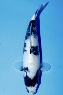 TATEGOI SHIRO-UTSURI Koi kaufen im Koishop