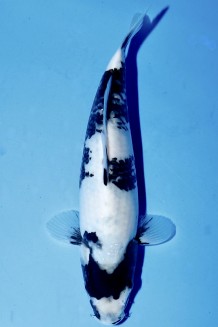 TATEGOI SHIRO-UTSURI Koi kaufen im Koishop