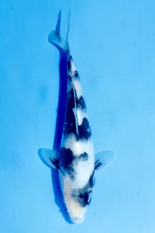 TATEGOI SHIRO-UTSURI Koi kaufen im Koishop