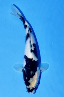 TATEGOI SHIRO-UTSURI Koi kaufen im Koishop
