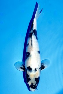 TATEGOI SHIRO-UTSURI Koi kaufen im Koishop