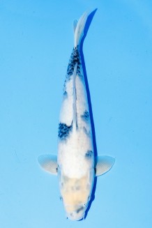 TATEGOI SHIRO-UTSURI Koi kaufen im Koishop