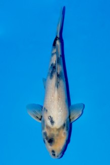 TATEGOI SHIRO-UTSURI Koi kaufen im Koishop