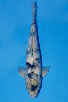 TATEGOI SHIRO-UTSURI Koi kaufen im Koishop