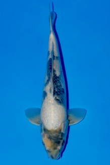 TATEGOI SHIRO-UTSURI Koi kaufen im Koishop