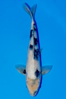 TATEGOI SHIRO-UTSURI Koi kaufen im Koishop