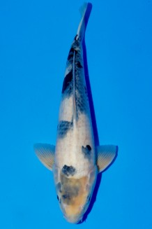 TATEGOI SHIRO-UTSURI Koi kaufen im Koishop