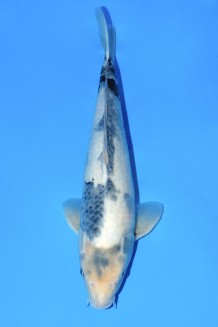 TATEGOI SHIRO-UTSURI Koi kaufen im Koishop