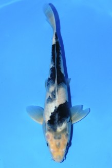 TATEGOI SHIRO-UTSURI Koi kaufen im Koishop