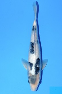 TATEGOI SHIRO-UTSURI Koi kaufen im Koishop