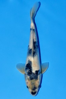 TATEGOI SHIRO-UTSURI Koi kaufen im Koishop