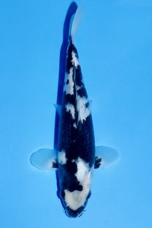 TATEGOI SHIRO-UTSURI Koi kaufen im Koishop