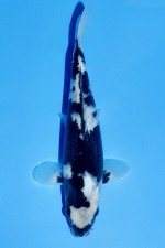 TATEGOI SHIRO-UTSURI