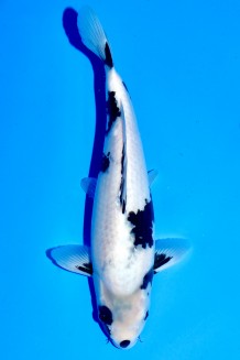 TATEGOI SHIRO-UTSURI Koi kaufen im Koishop